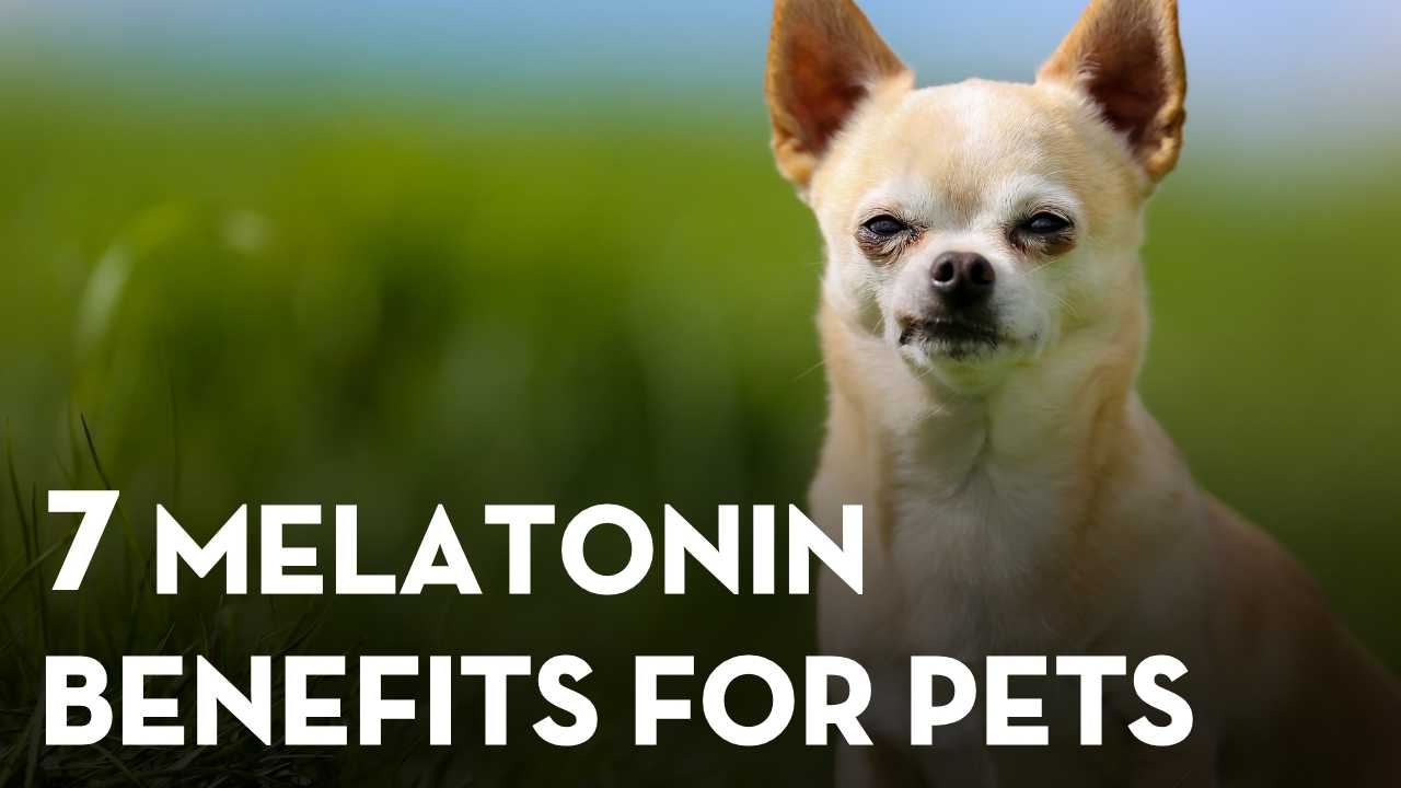 7 Benefits of Melatonin for Dogs and Cats (Vet Explains)