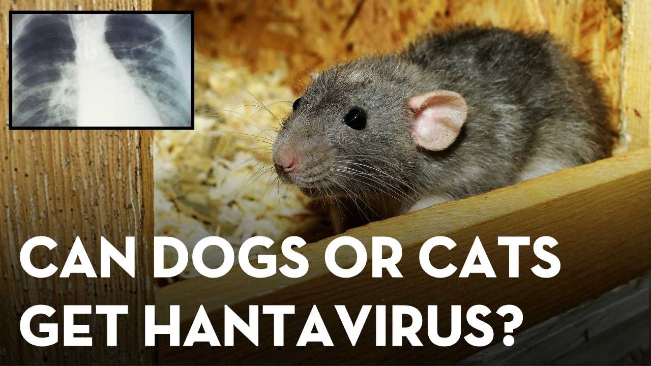 Hantavirus and Pets: Can Dogs or Cats Get It, and How to Stay Safe at Home