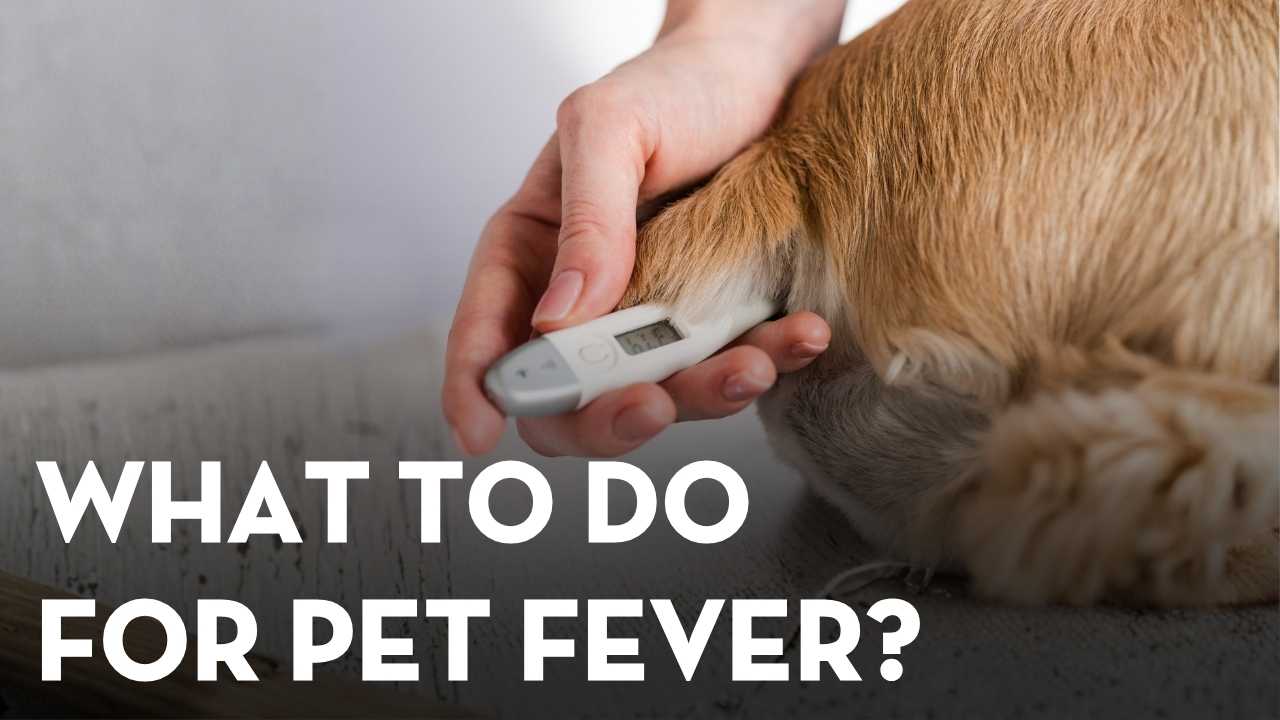 Fever in Dogs and Cats: Home Care, and When to See the Vet