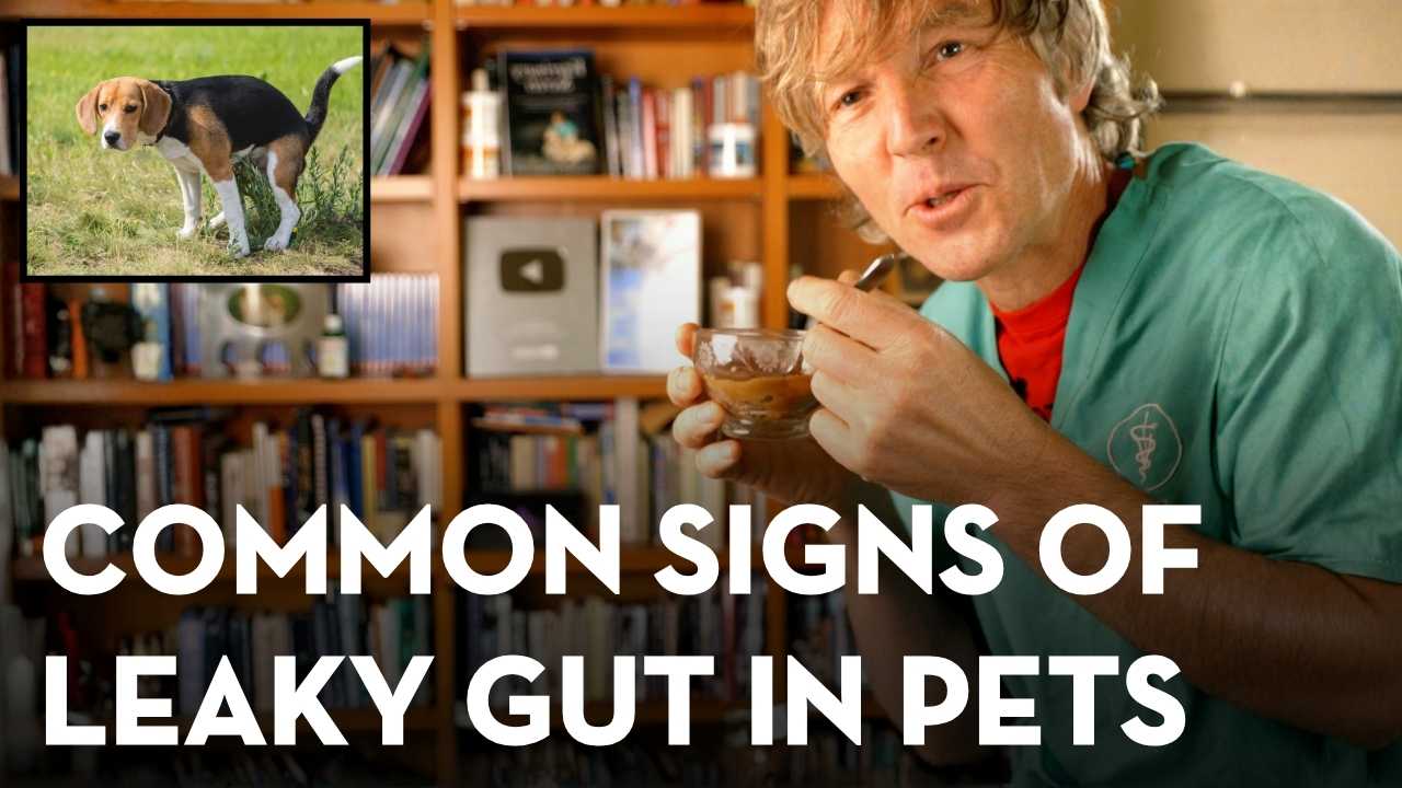 Leaky Gut in Dogs and Cats: Signs, Causes, and the Gut-Healing Plan for Dogs and Cats