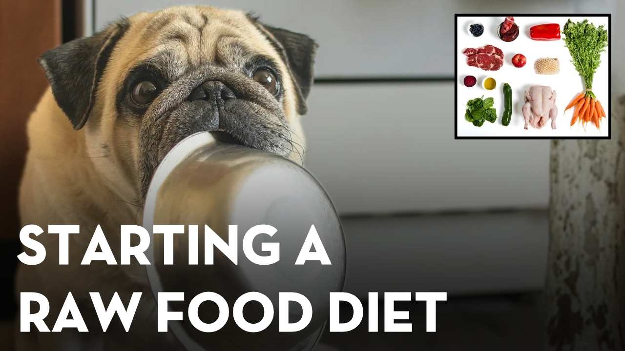 Starting a Raw Food Diet for Dogs and Cats