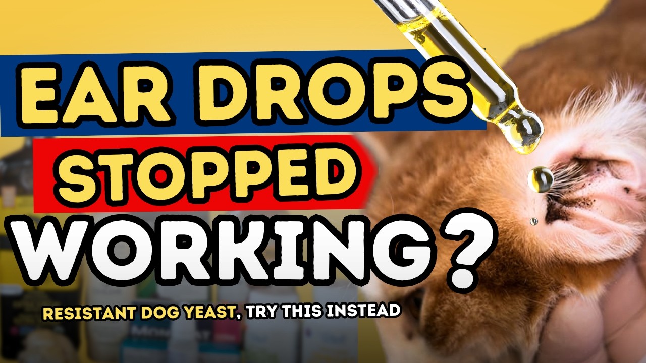 Why Dog Ear Meds Stop Working and What to Try Instead