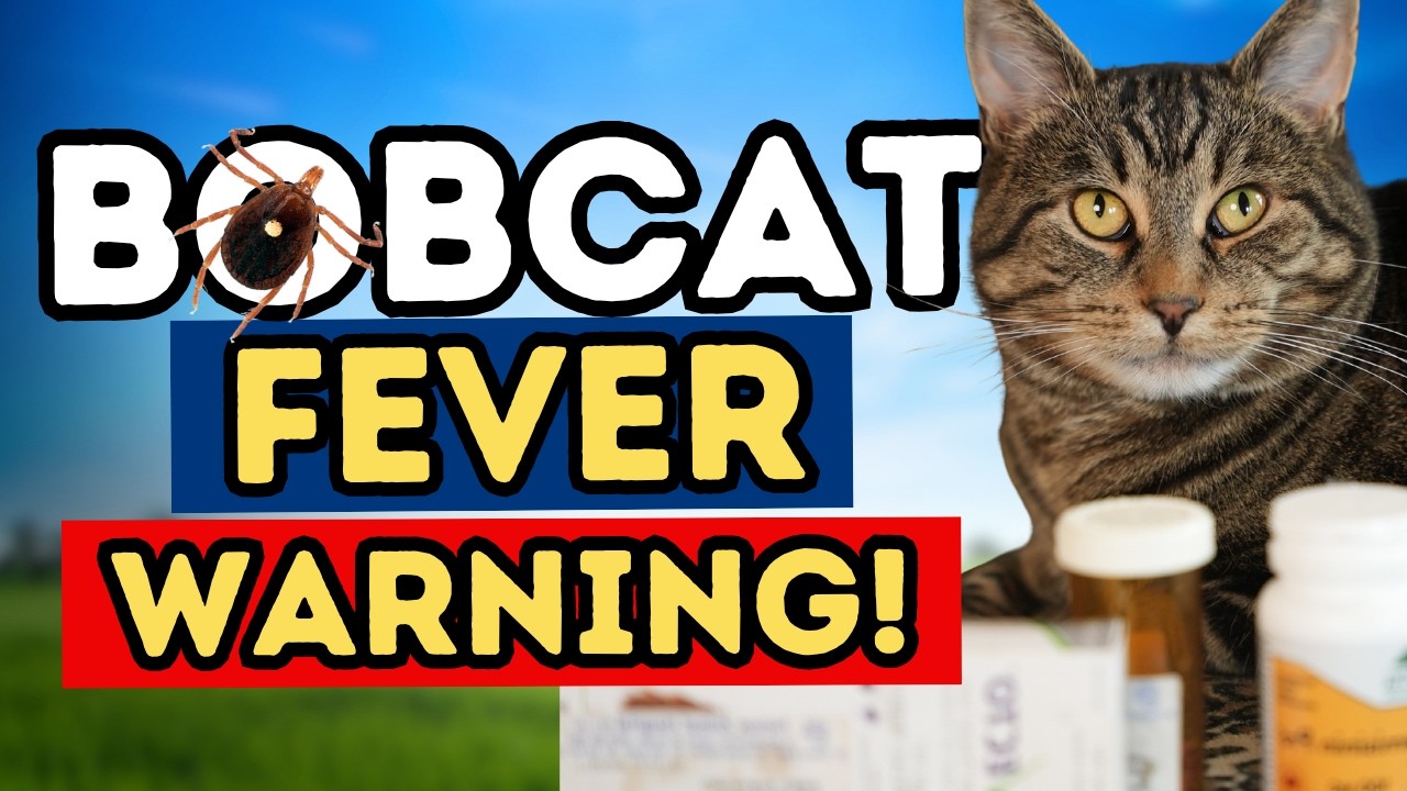 Bobcat Fever in Cats: Symptoms, Tick Risk, Treatment, and Prevention