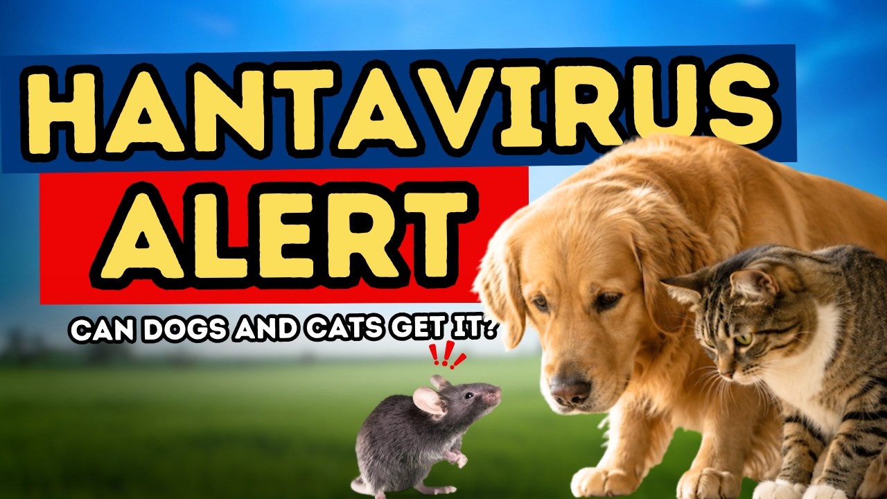 Can Pets Get Hantavirus? What is HANTAVIRUS, and can it affect our PETS?