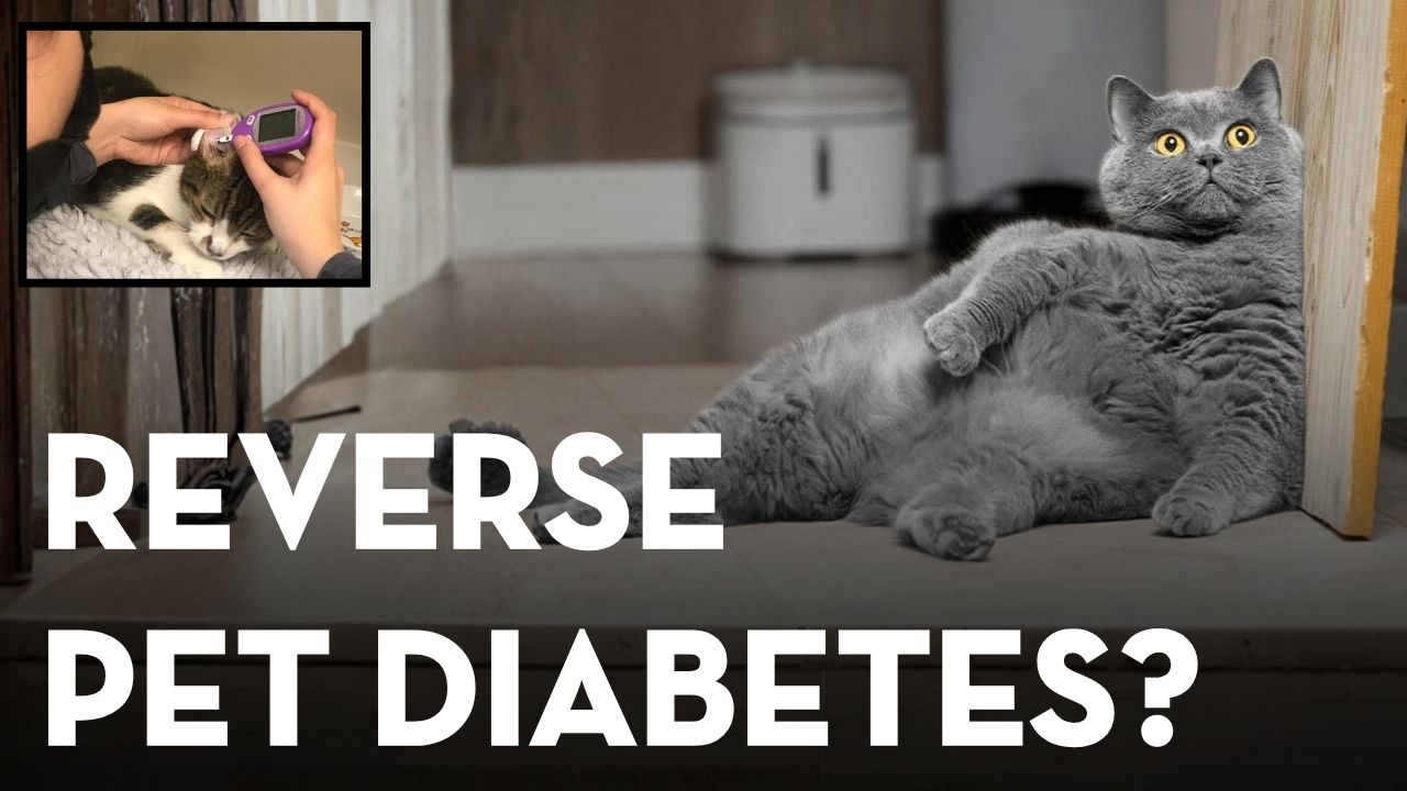 Dog and Cat Diabetes Diet and Natural Support: What Helps?
