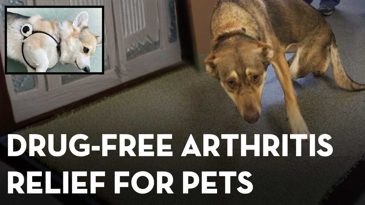 PEMF Therapy for Dogs and Cats: Natural Pain and Mobility Support