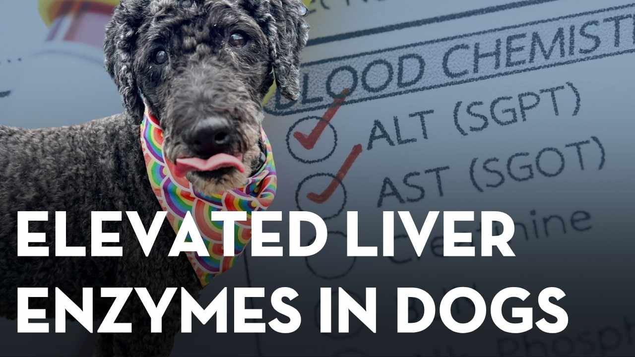 Tula’s Elevated Liver Enzymes: What I Changed to Help Her Liver Recover