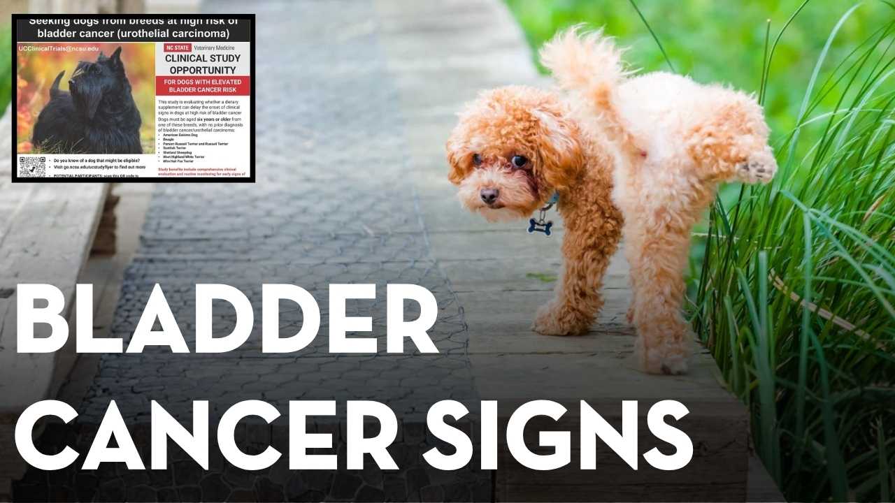 Bladder Cancer in Dogs: Signs, Causes, Treatment Options, and Natural Support