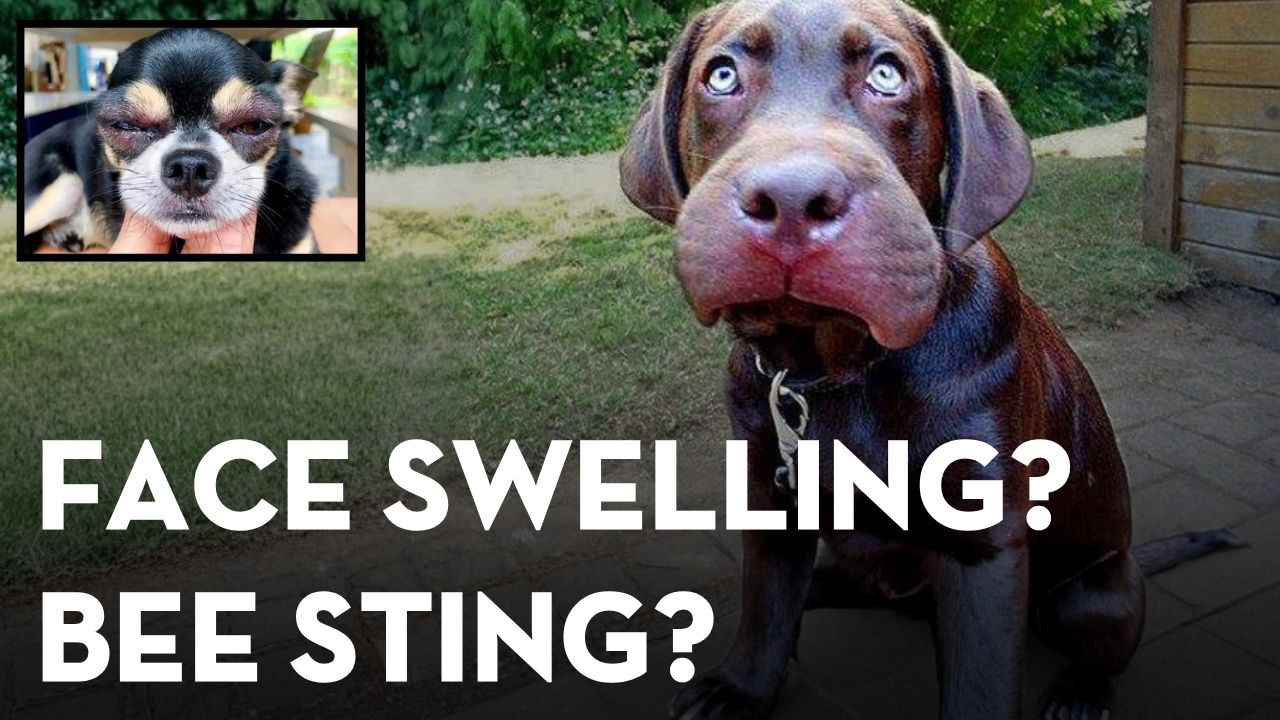 Bee Sting or Hives in Dogs and Cats: What to Do and Natural Remedies That May Help