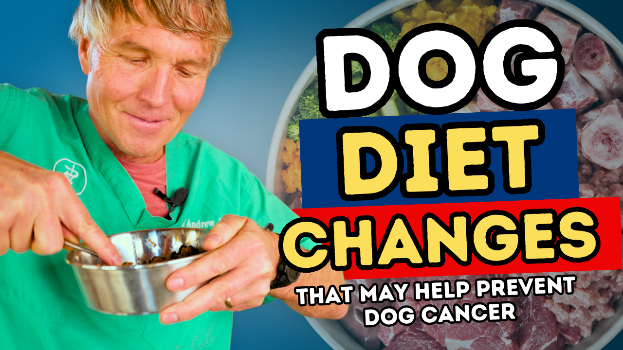 4 Dog Feeding Mistakes That Raise Disease Risk (And What I’d Do Instead)