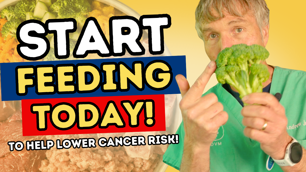 7 Foods I’d Add to Help Lower Dog Cancer Risk