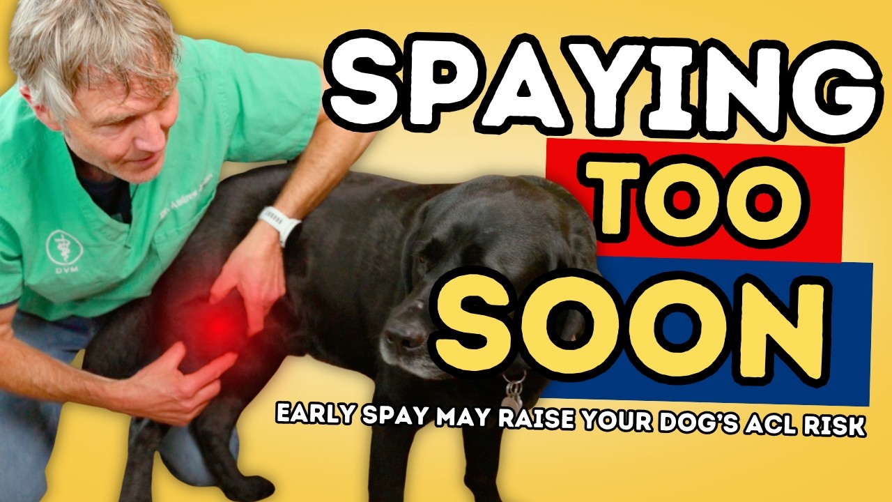 Early Spay/Neuter May Raise Your Dog’s ACL Risk