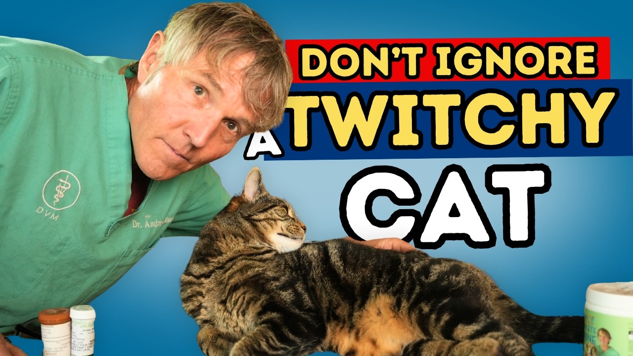 Feline Hyperesthesia Syndrome: Twitchy Cat Syndrome Explained