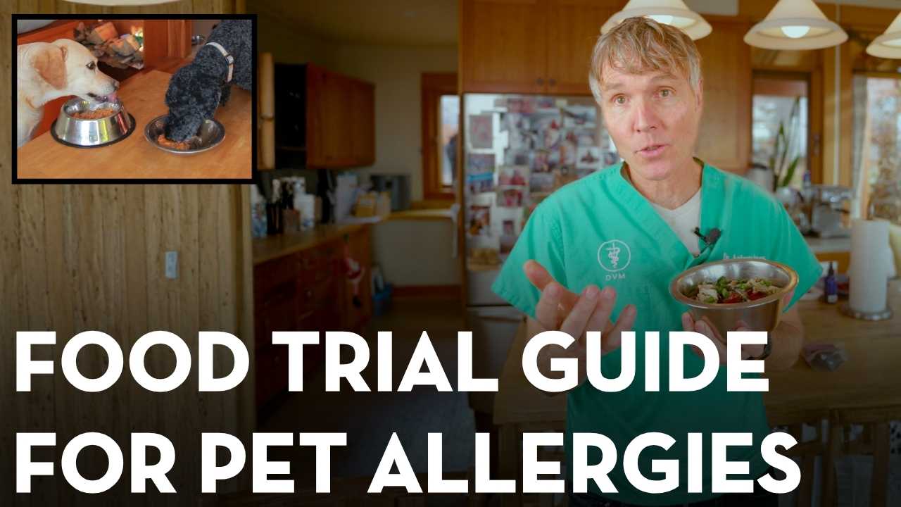Food Trial for Dog and Cat Food Allergies: How to Do It Right
