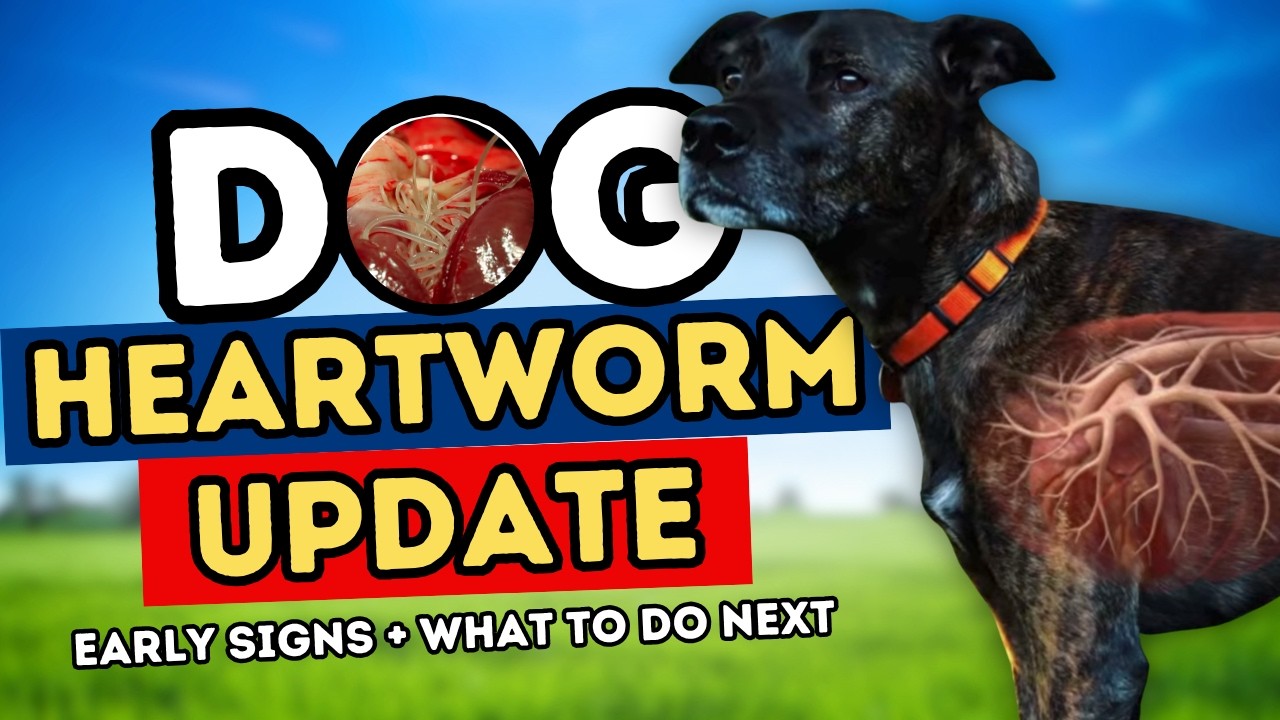 Heartworm Treatment and Prevention for Dogs: Lower-Cost Options