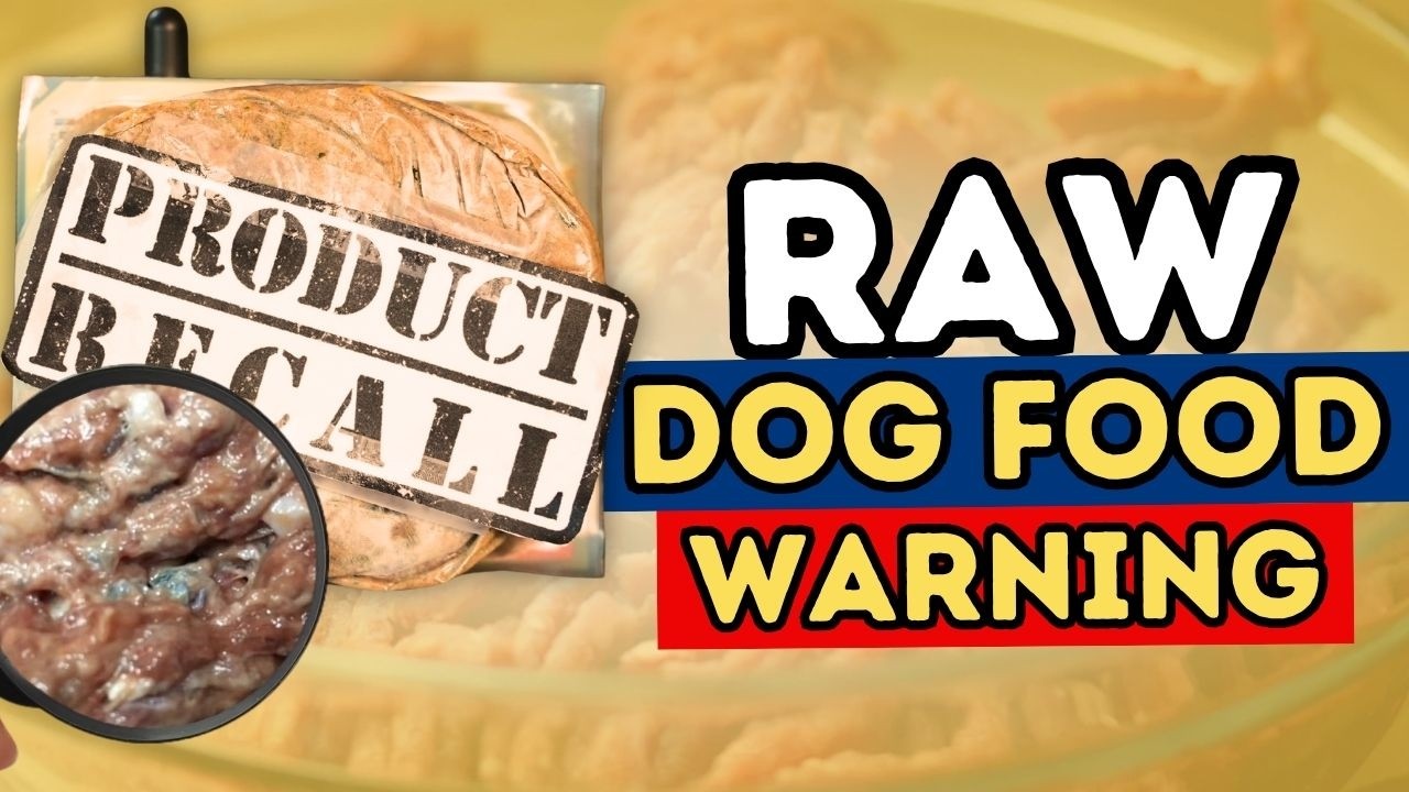 Raaw Energy Dog Food Recall: What Pet Parents Should Do