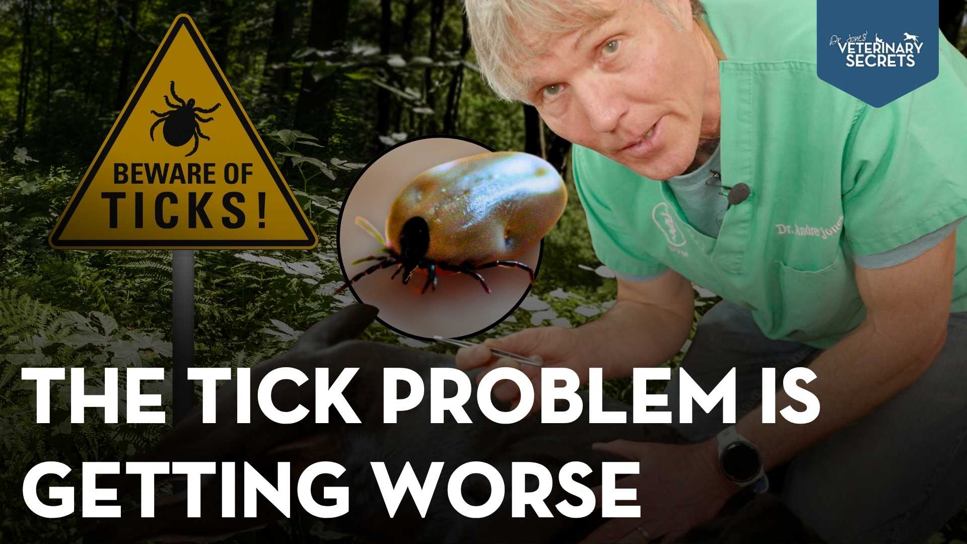 Top 9 Natural Tick Prevention for Dogs: Safe Ways to Protect Your Pet