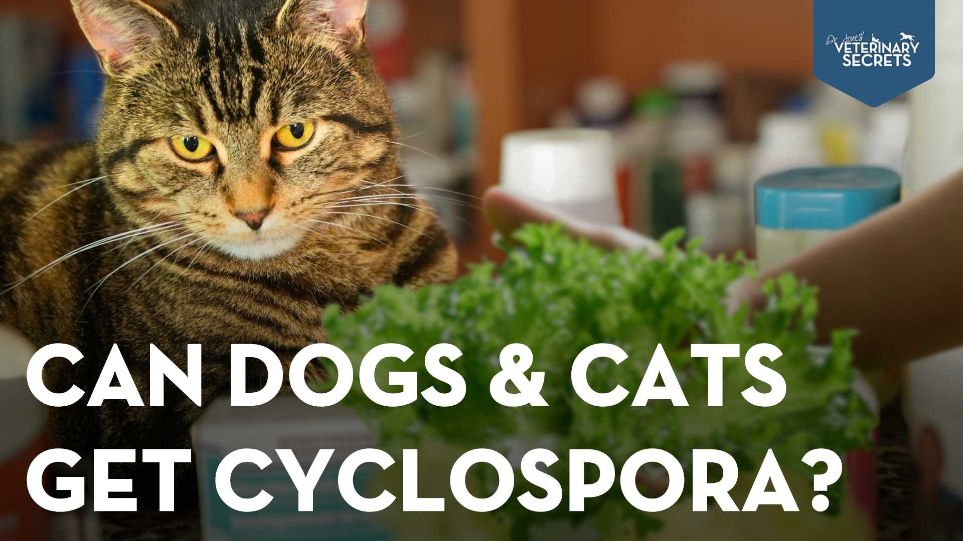 Cyclospora Outbreak: Are Dogs and Cats at Risk?