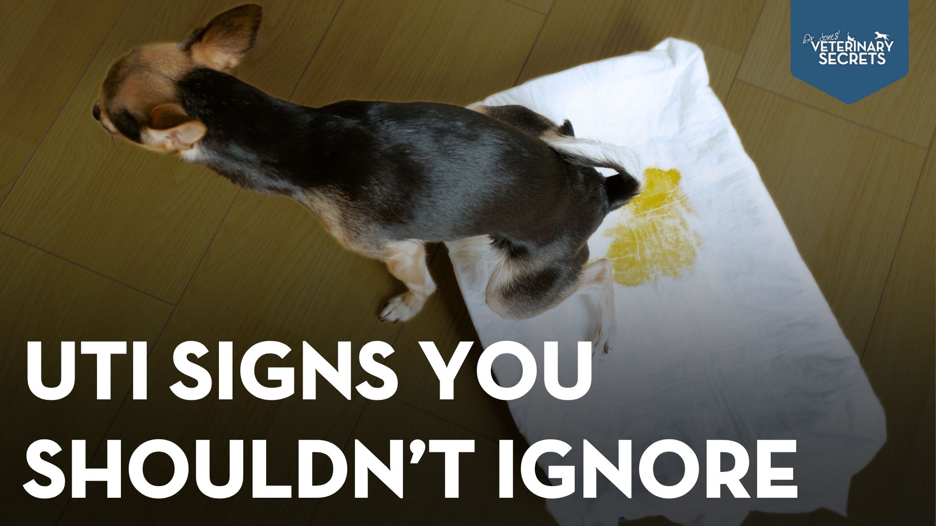 What Causes UTIs in Dogs? Signs, Natural Remedies, and Bladder Support Options