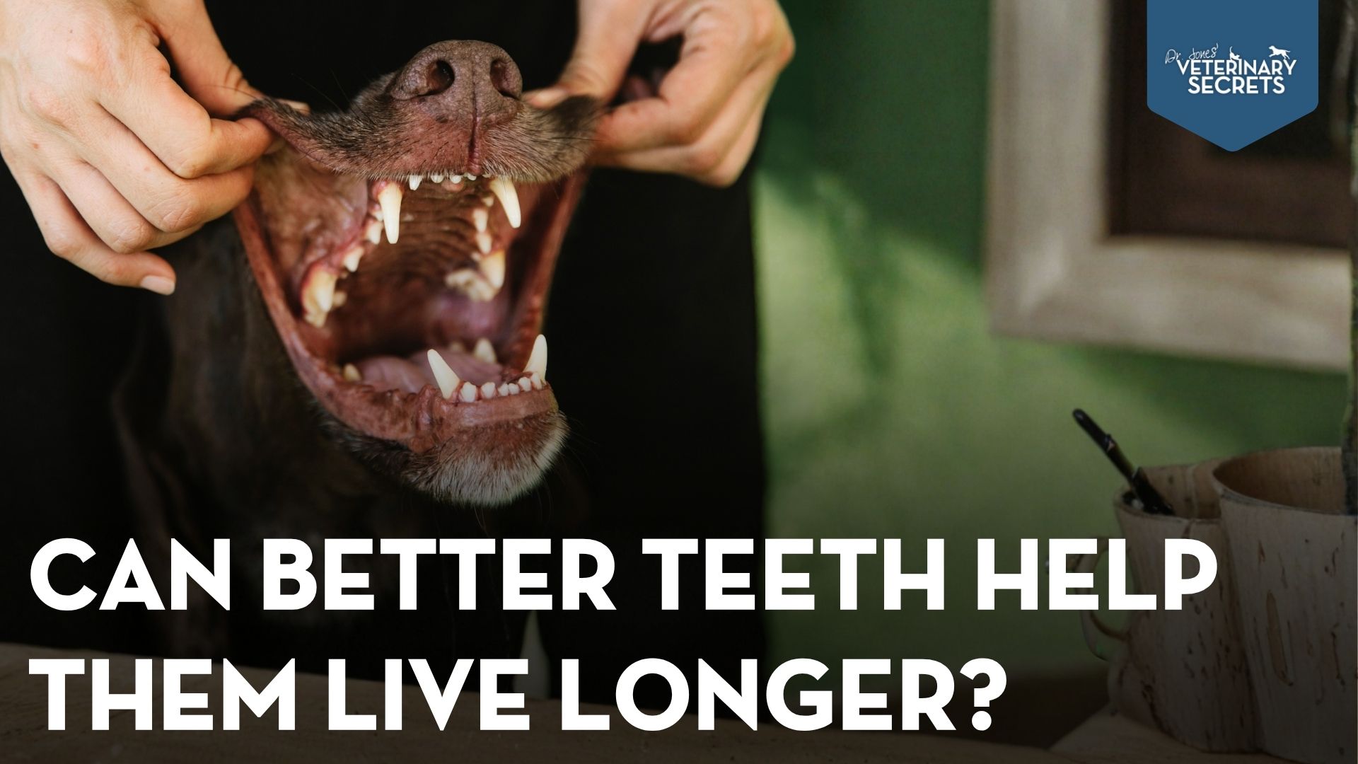 Pet Aging and Oral Health: How Your Dog or Cat’s Mouth May Affect Longevity