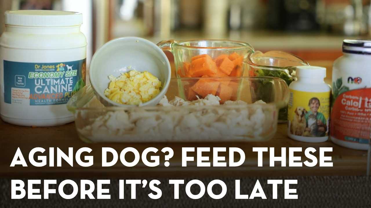Best Foods for Senior Dogs: 7 Kitchen Foods That May Help