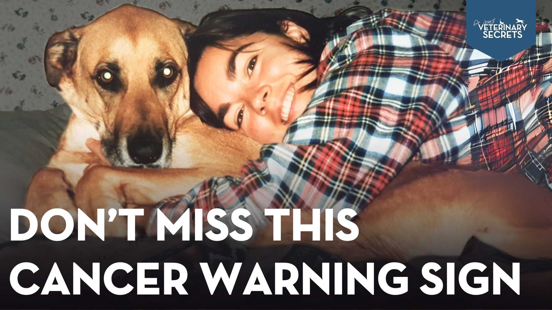 Silent Dog Killer: Hemangiosarcoma Warning Signs Every Dog Owner Should Know