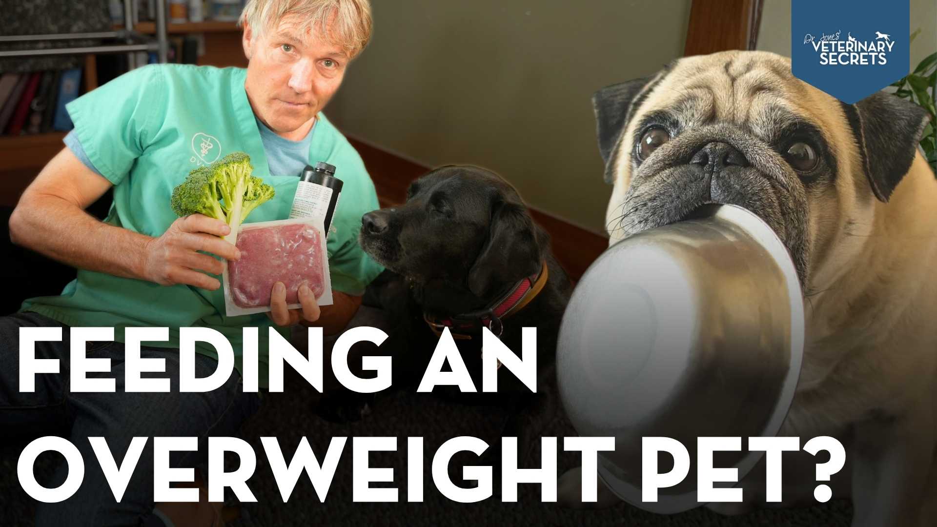 Feeding an Overweight Pet: How to Help Dogs and Cats Lose Weight Safely