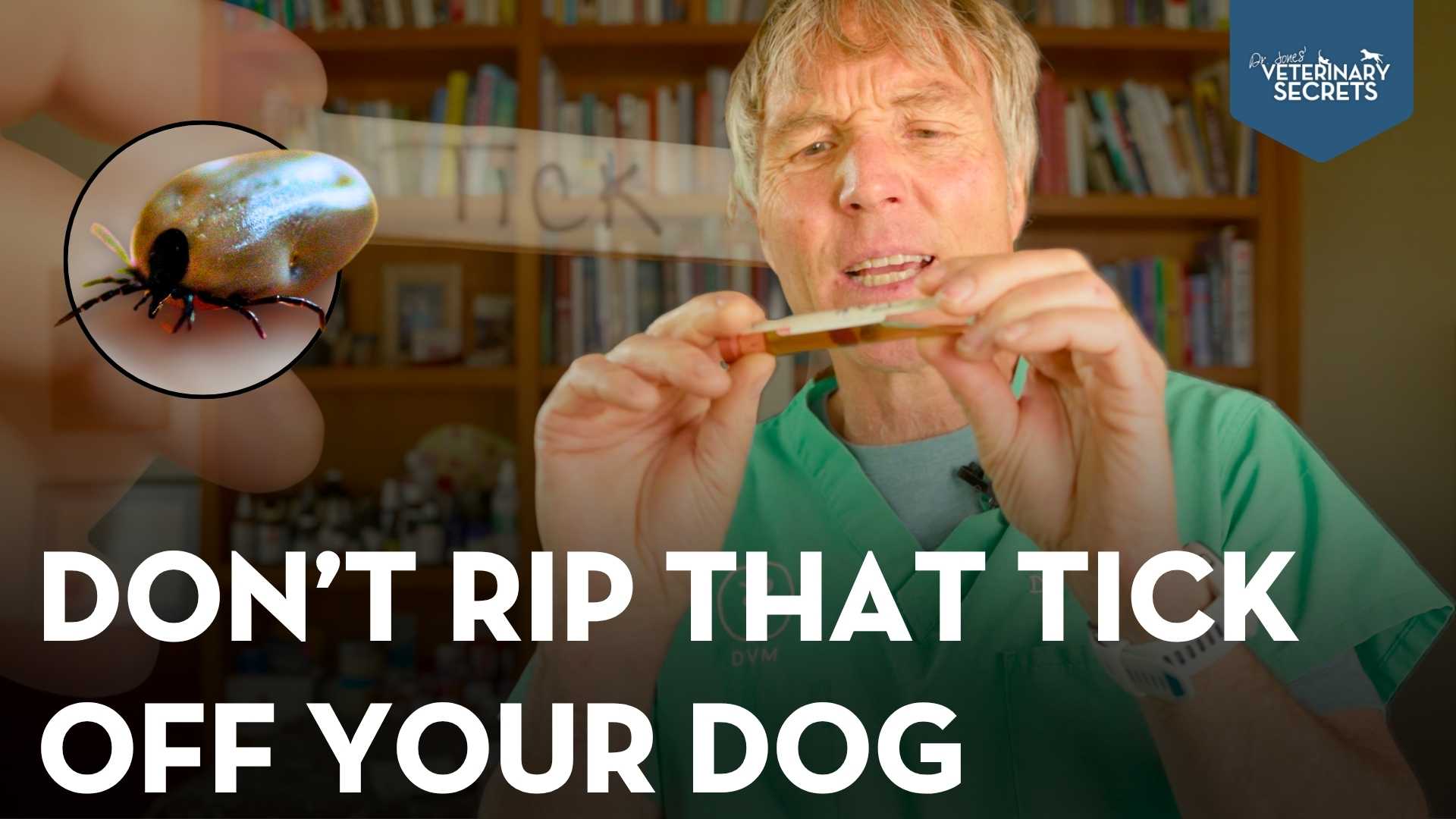 How to Remove a Tick From a Dog Safely: What Every Pet Parent Should Know