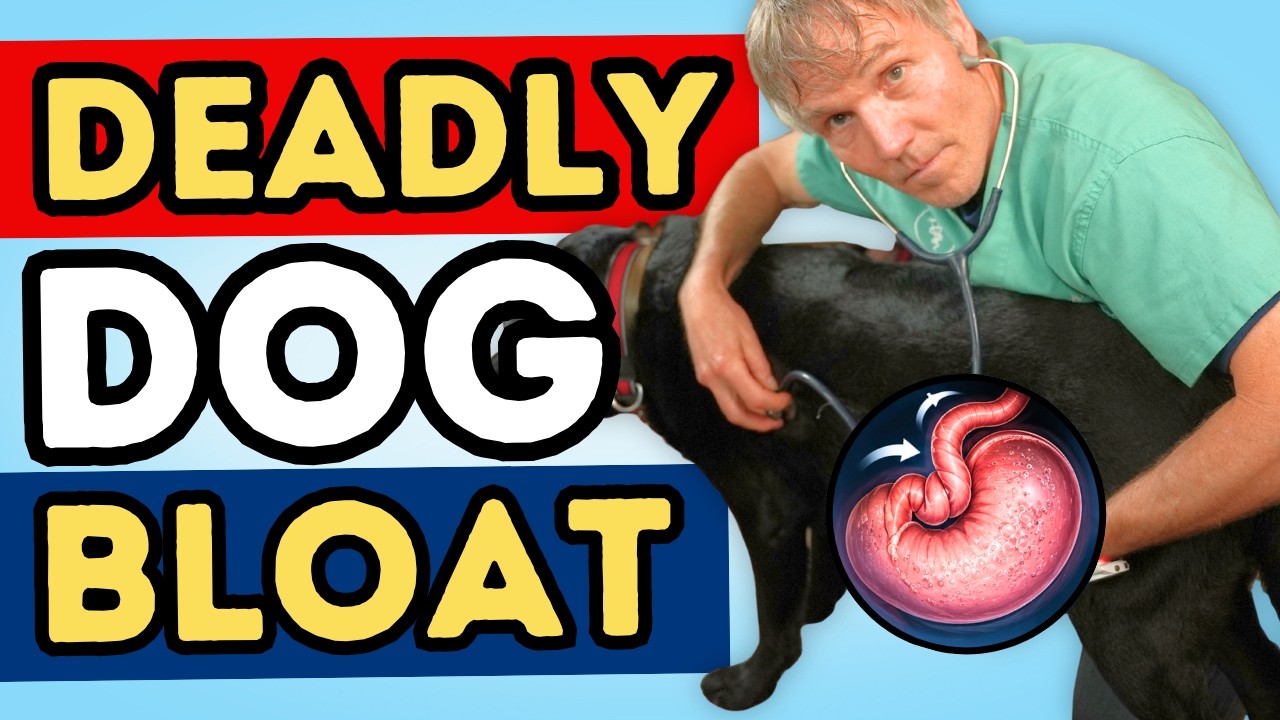 Dog Bloat Can Turn Deadly Fast: Signs You Must Know