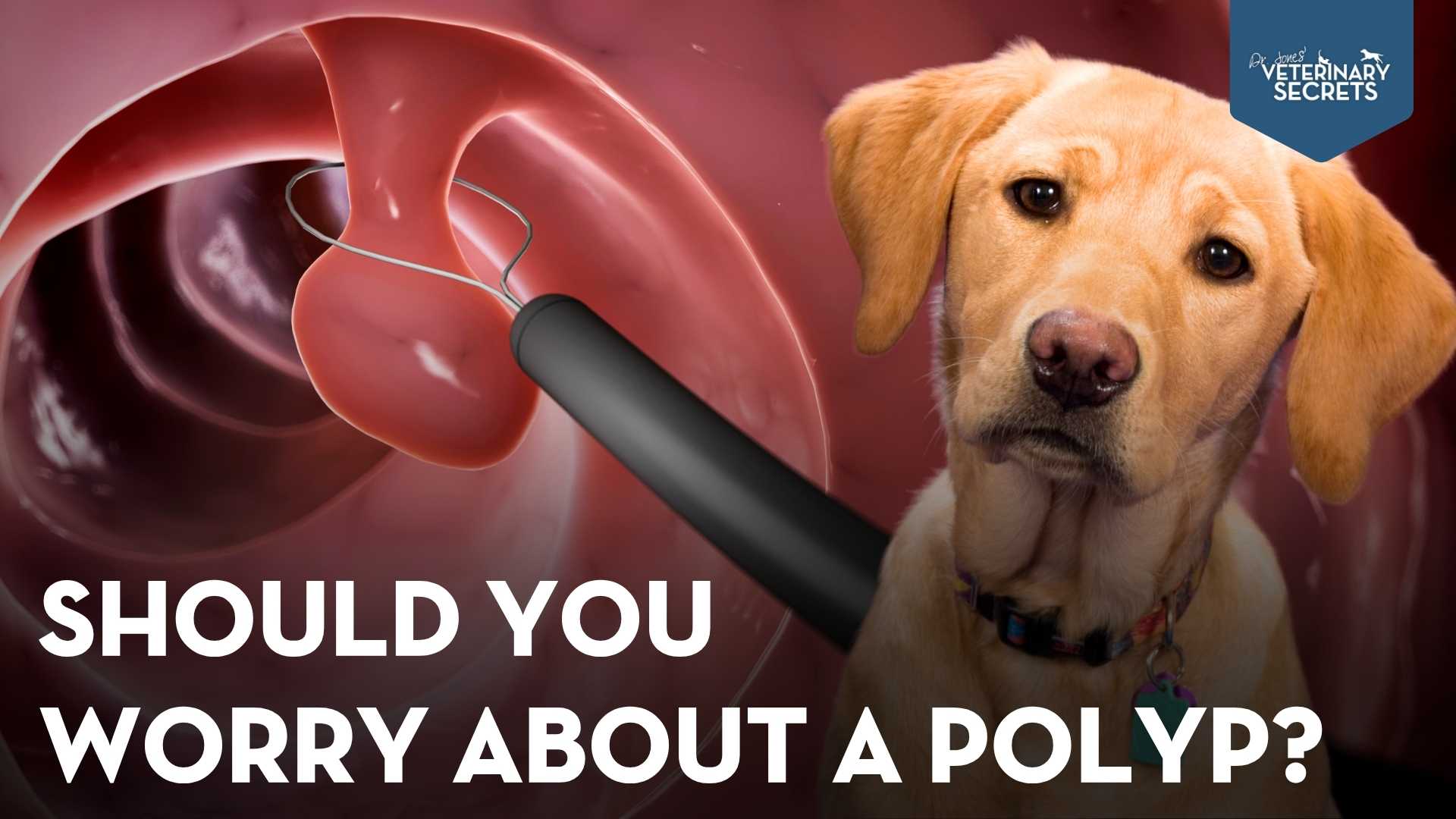 Polyps in Dogs and Cats: When to Worry and Natural Support Options That May Help