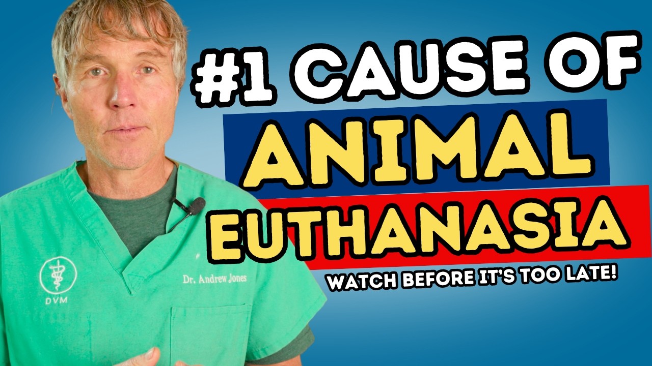 The #1 Cause of Dog Euthanasia Is Not Cancer