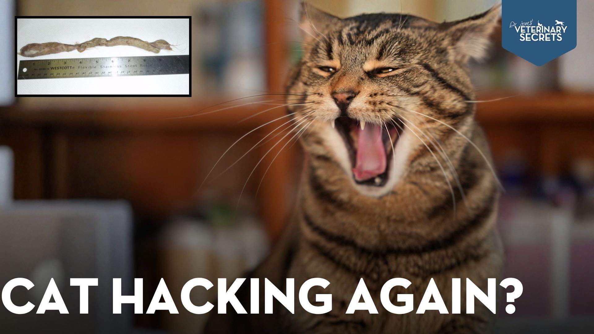 Hairballs in Cats: 7 Fast Natural Remedies That Can Help