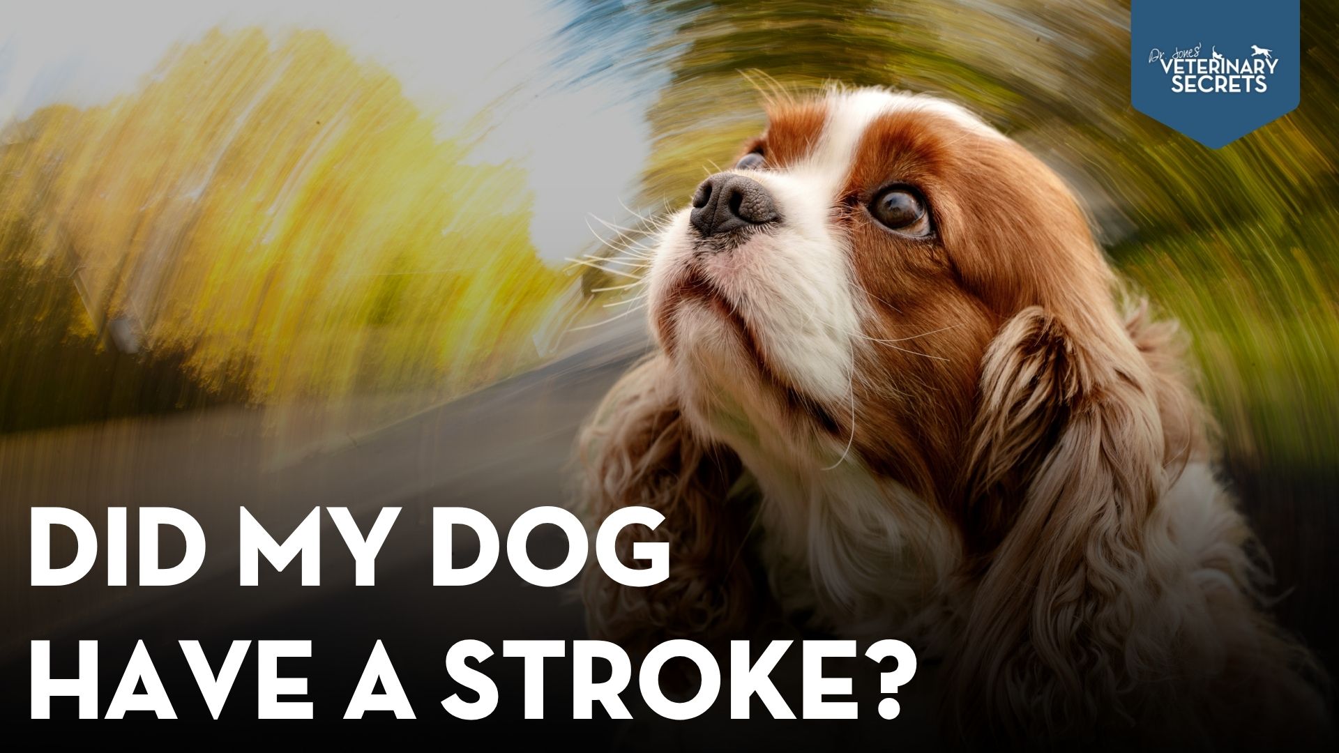 Canine Vestibular Disease & Stroke-Like Signs in Dogs