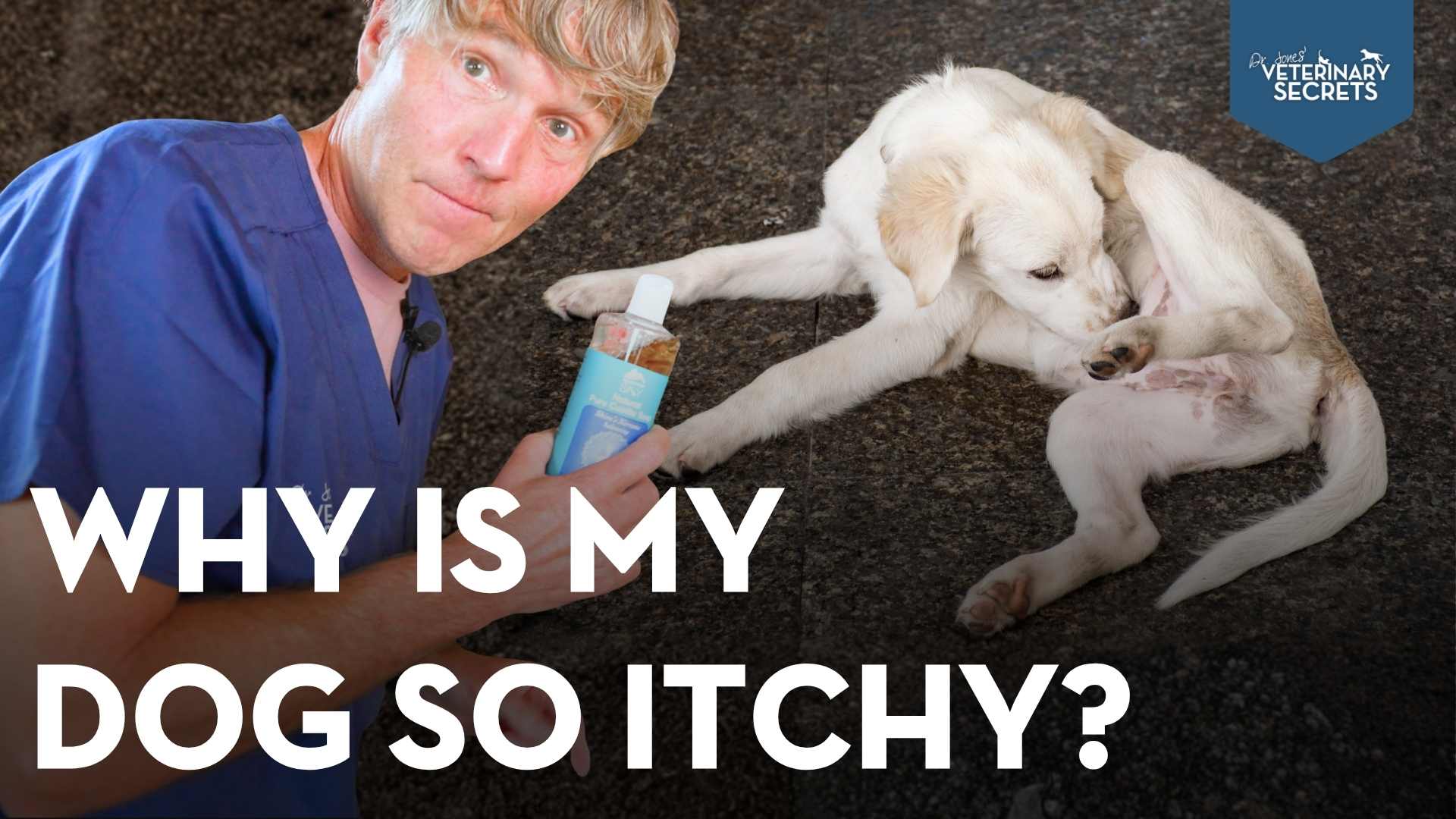 Why Is My Dog So Itchy? Yeast, Allergies, Odor, and Natural Relief Options