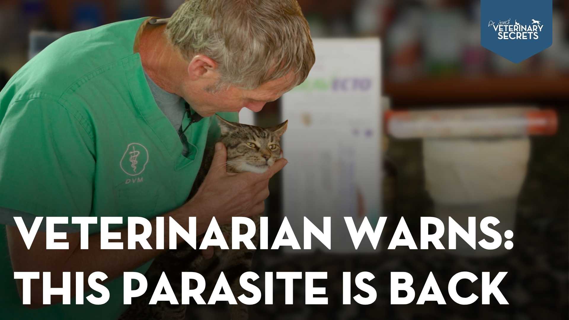 Screwworm Update in Dogs and Cats: Signs and Protection Tips
