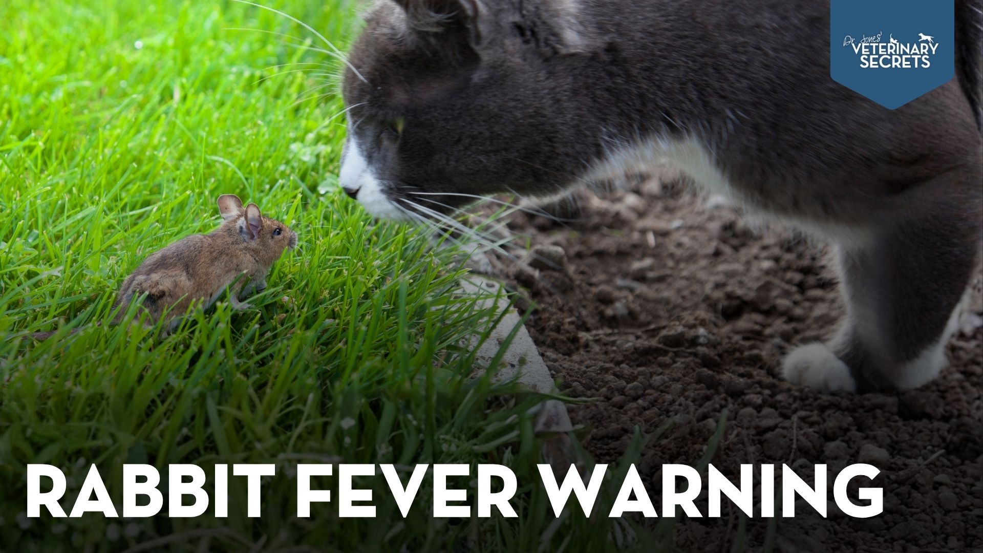 Tularemia: What Pet Owners Should Know About “Rabbit Fever”