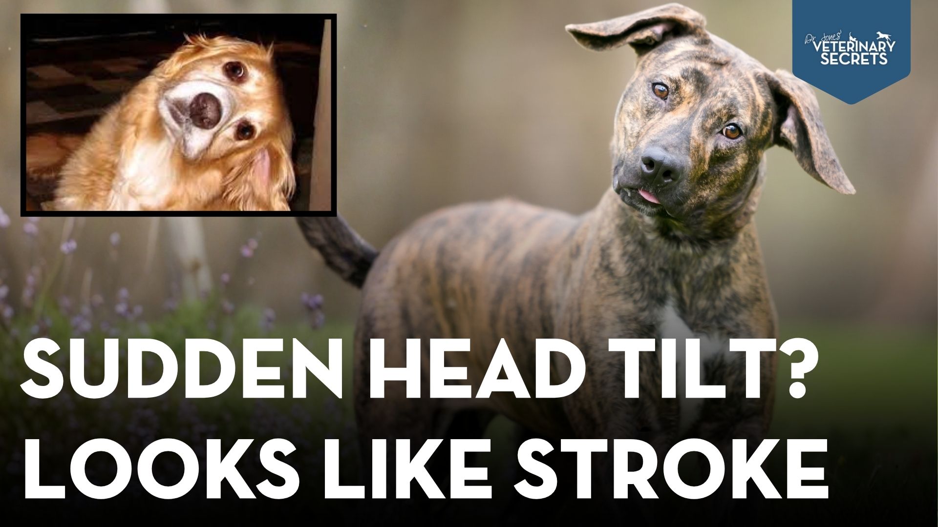 Dog Suddenly Has a Head Tilt? What to Do in the First 48 Hours