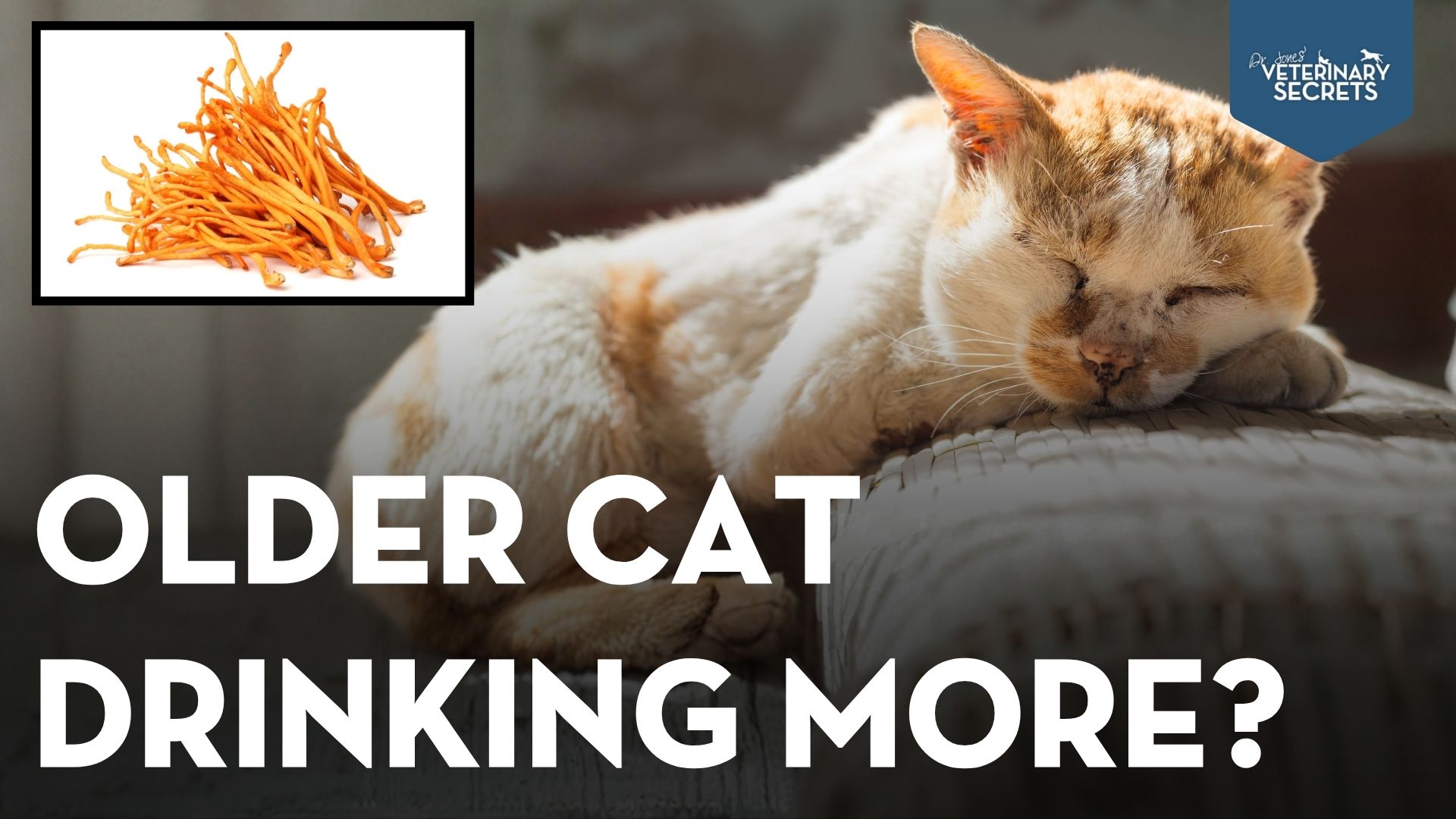 Chronic Kidney Disease in Cats: Phosphorus and Cordyceps Support