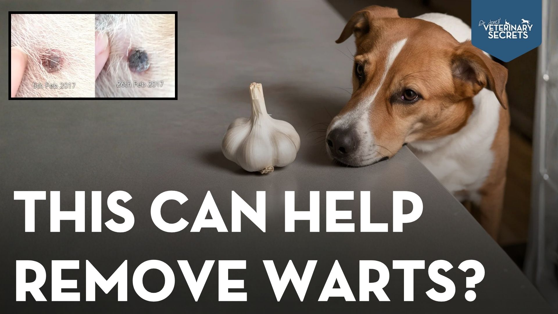 Garlic for Warts in Dogs and Cats: What the Study Found