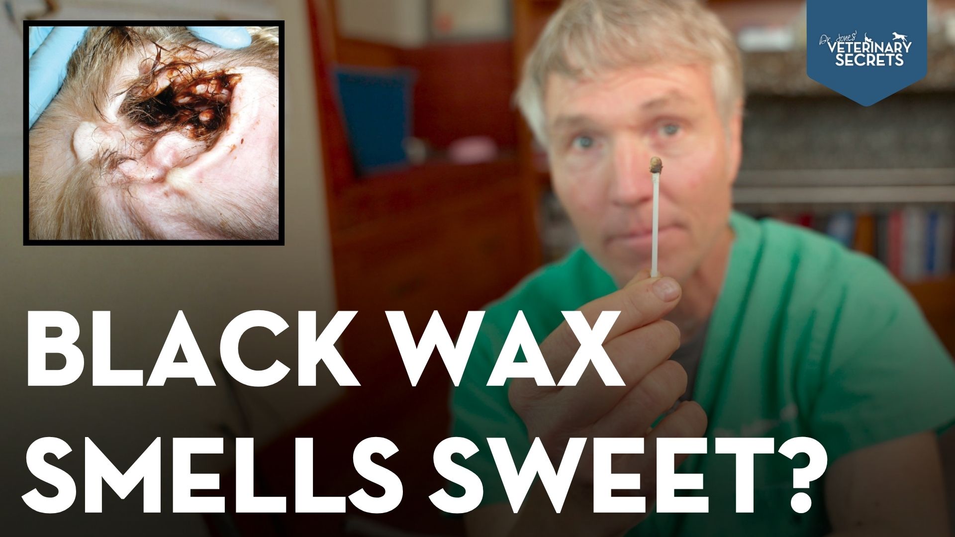 Black Wax and Smelly Dog Ears? It Could Be a Yeast Ear Infection
