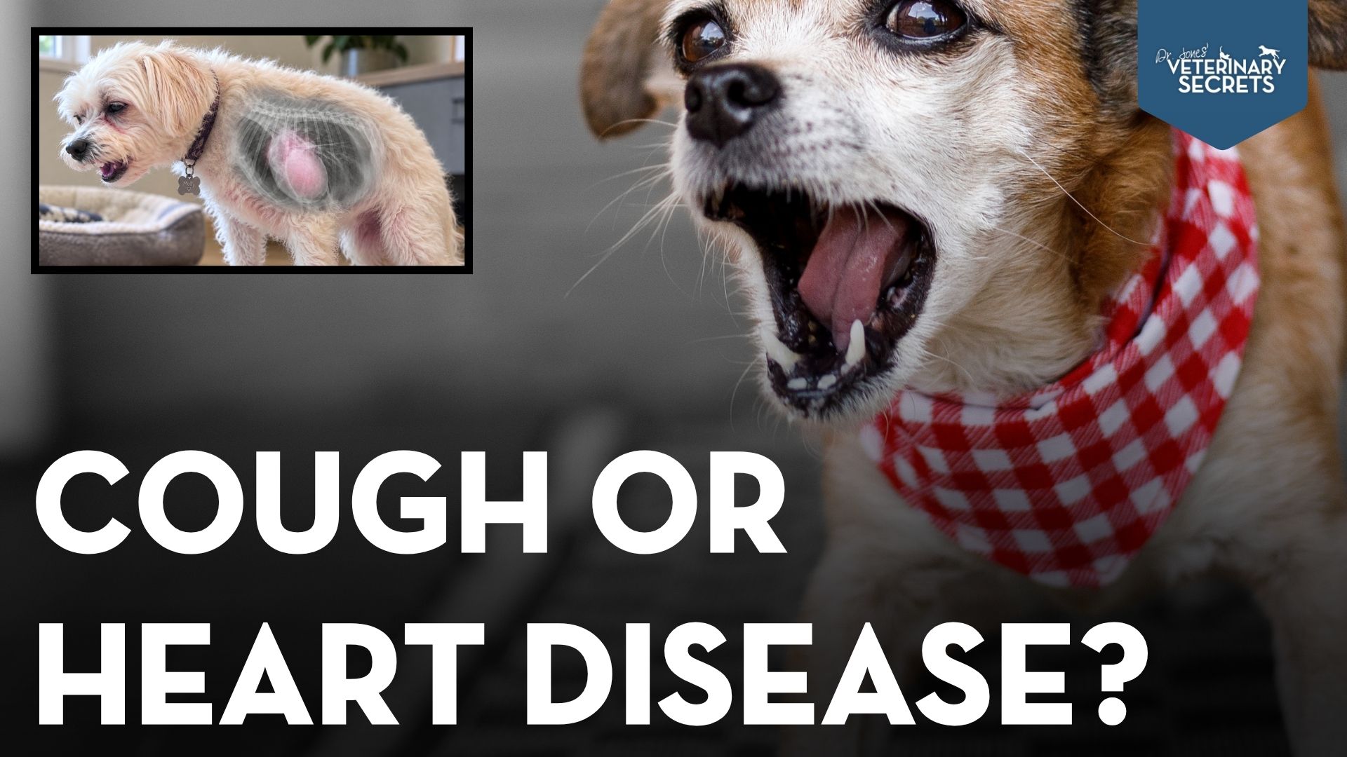 Mitral Valve Disease in Dogs: Cough, New Testing, and Natural Heart Support
