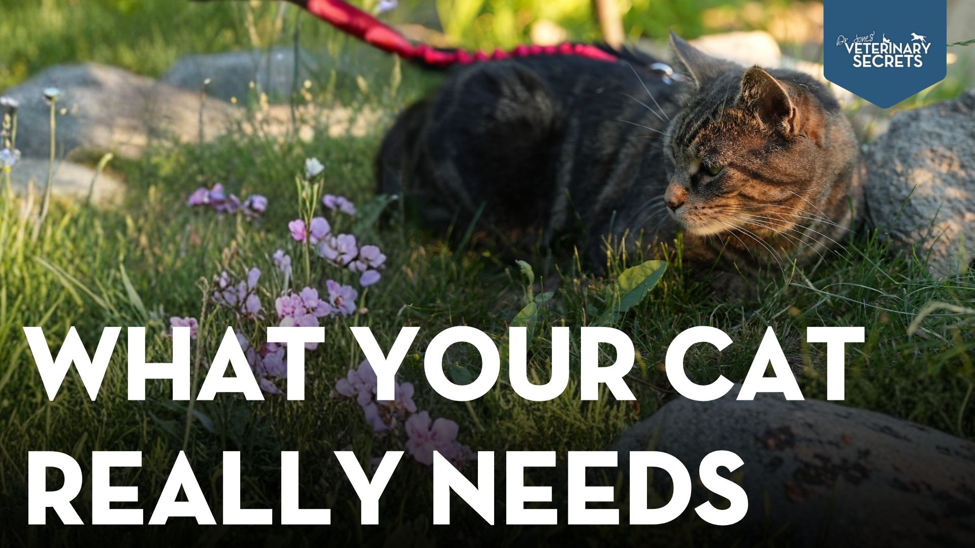 5 Cat Health Tips Most Owners Don’t Know