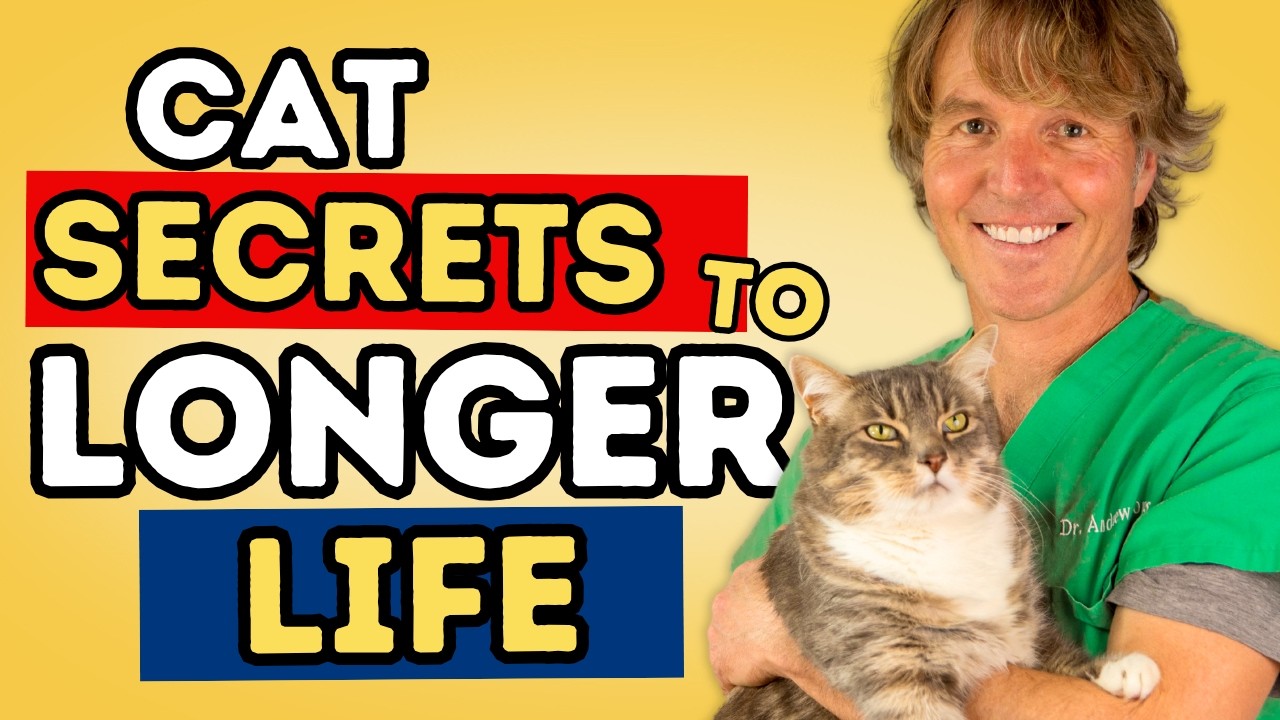 How to Help Your Cat Live Longer: 5 Simple Things to Do