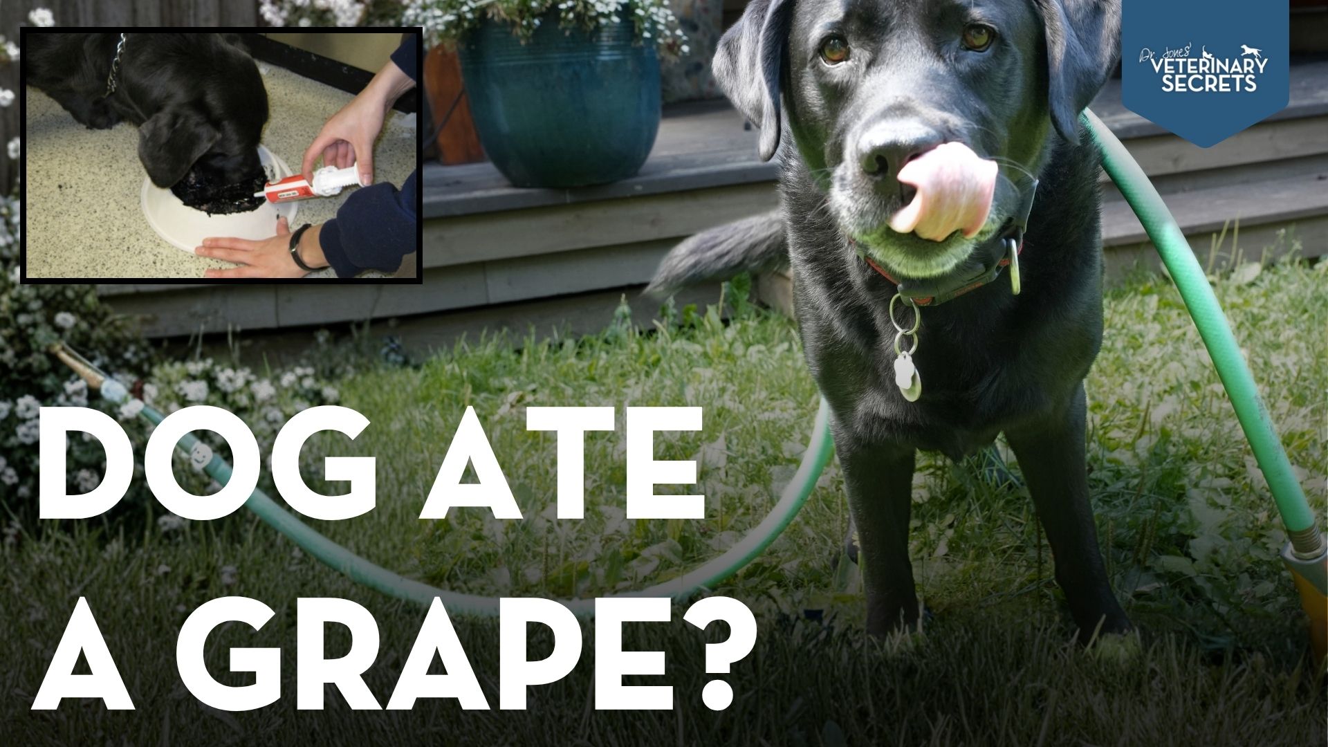 My Dog Ate a Grape: What Should I Do Right Now?