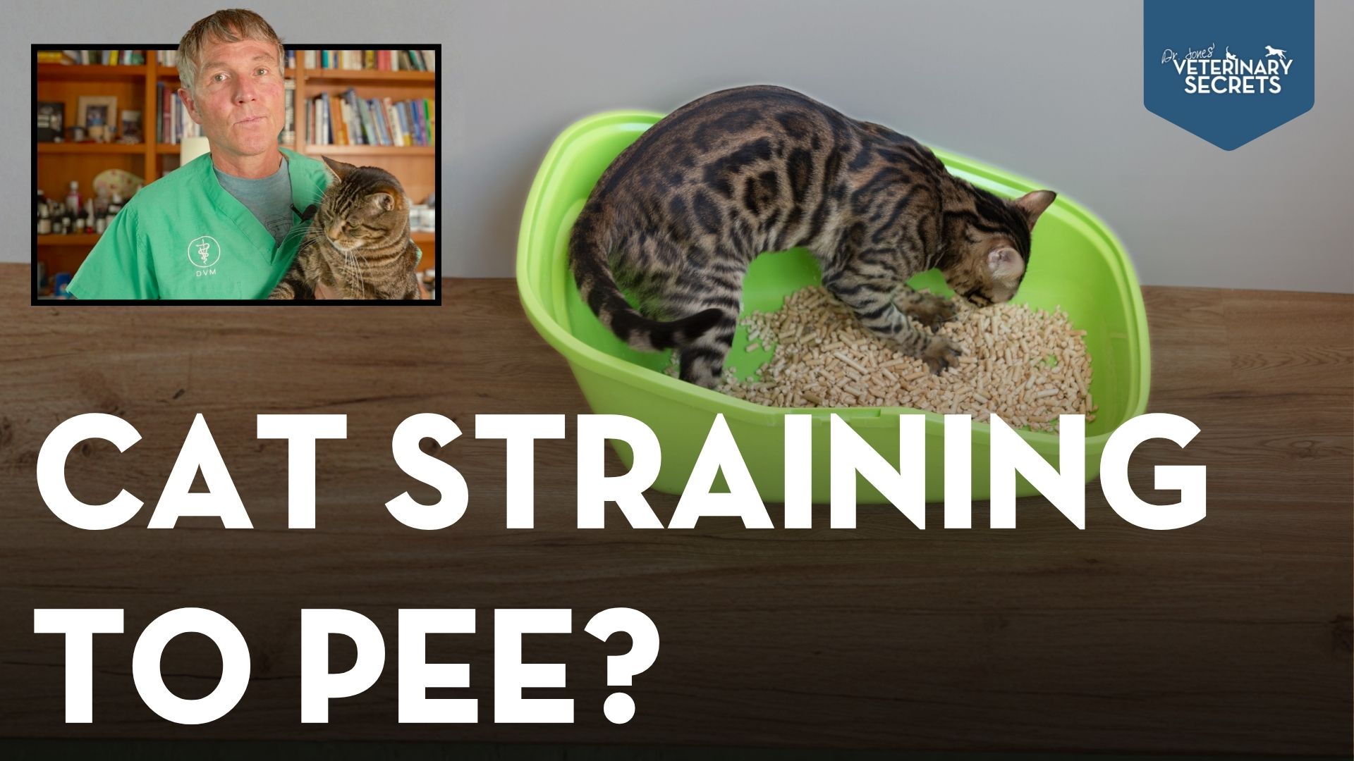 Cat Urinary Problems: Signs of FLUTD and Natural Ways to Support Your Cat’s Bladder