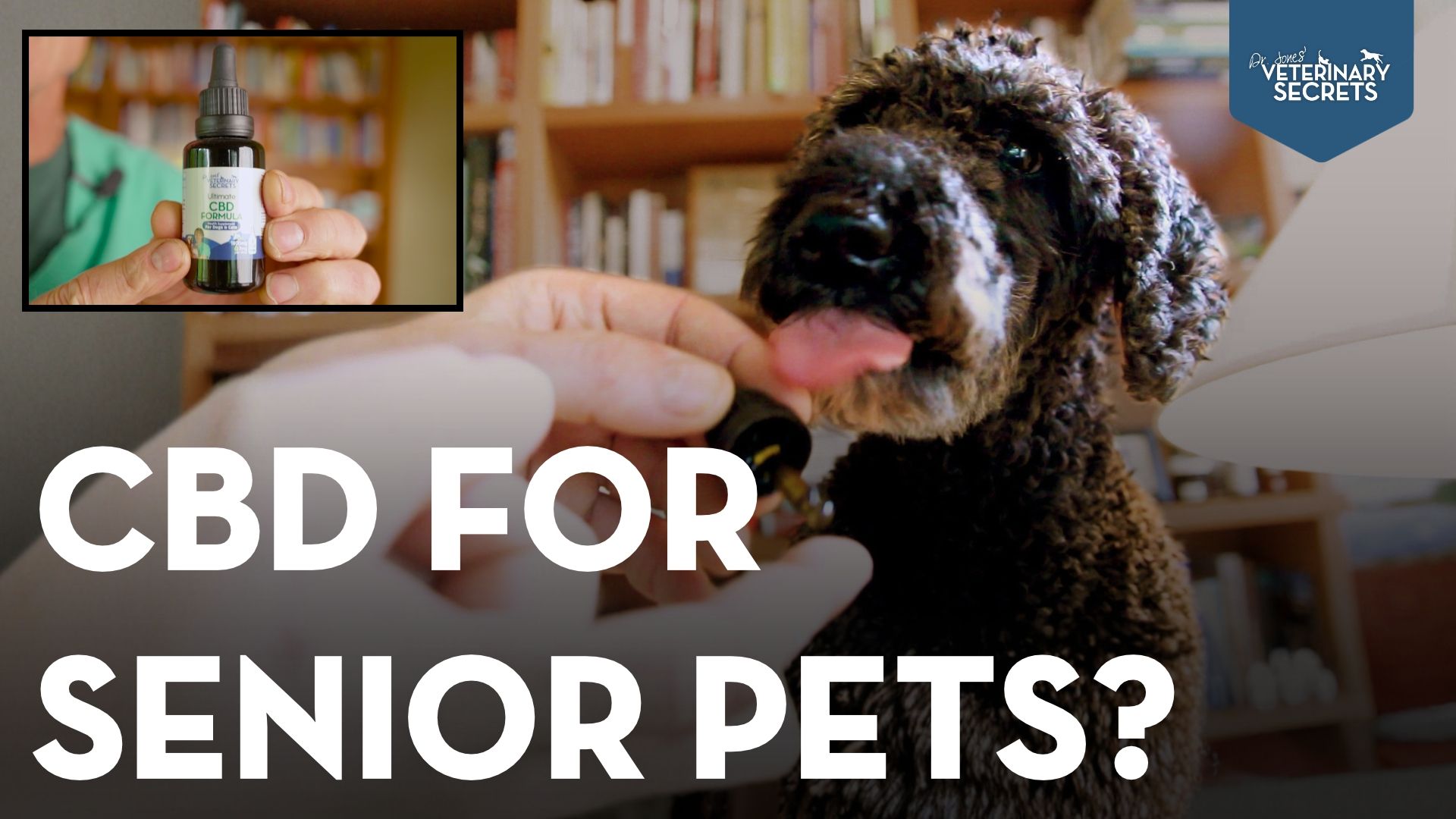 CBD for Senior Dogs and Cats: 5 Health Benefits, Safety, Side Effects, and Natural Support