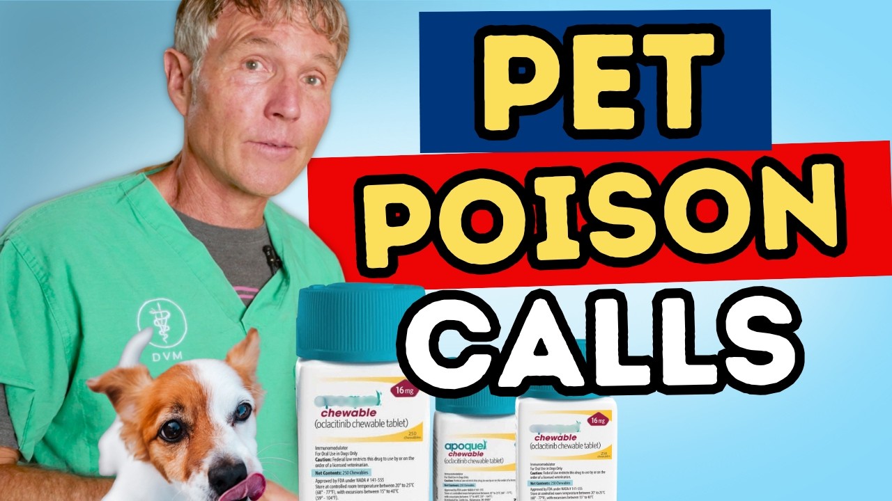 Apoquel Chewables: FDA Overdose Warnings, Poisoning Symptoms, and Safer Allergy Options for Dogs