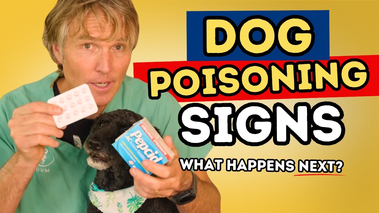Dog Poisoning Signs and Garbage Gut: What to Do First and 5 Remedies That May Help