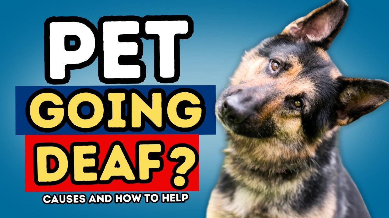 Dog Cannot Hear? Causes of Deafness in Dogs and How to Help