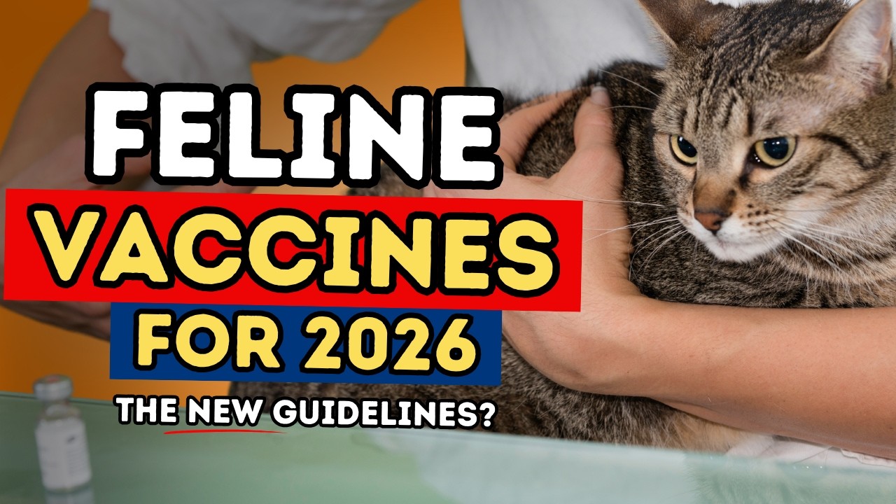 New Cat Vaccine Guidelines: Does Your Indoor Cat Really Need FeLV, Rabies, and Boosters?
